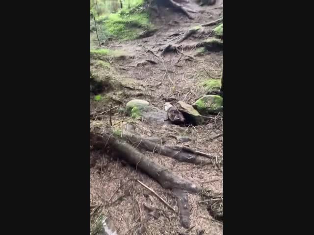 Подземные толчки в лесу