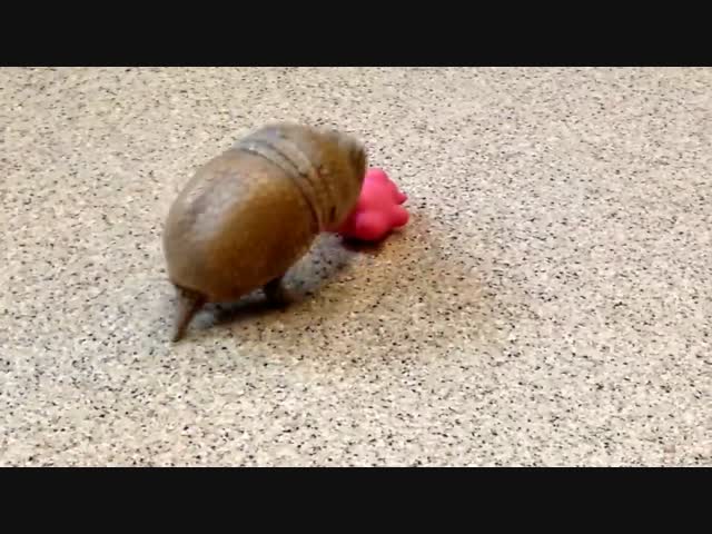 Её зовут Ролли