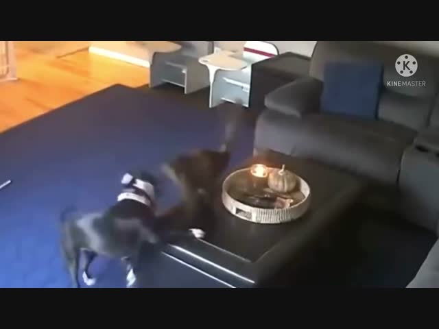 Хорошо, когда у тебя много шерсти!