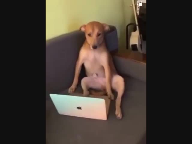 Современный собакен