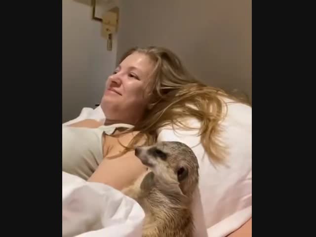 Сонный сурикат