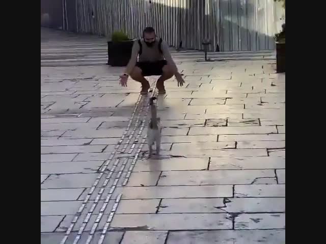 Кот обидел человека