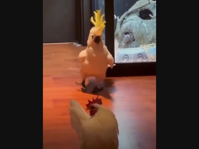 Когда понравилась курочка