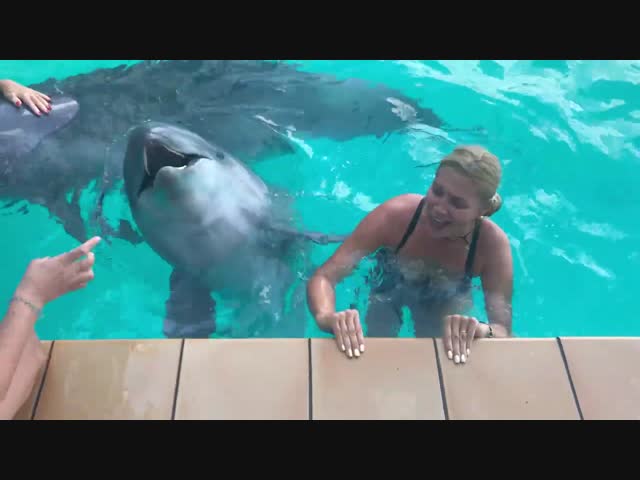 Эмоциональный дельфин
