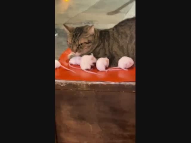 Окружен, но не сломлен