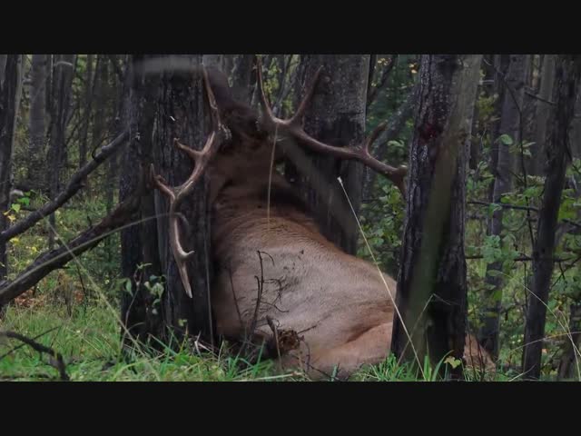 Олень намертво застрял между деревьев