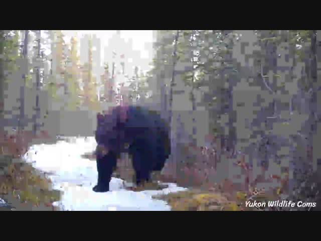 Звериная тропа