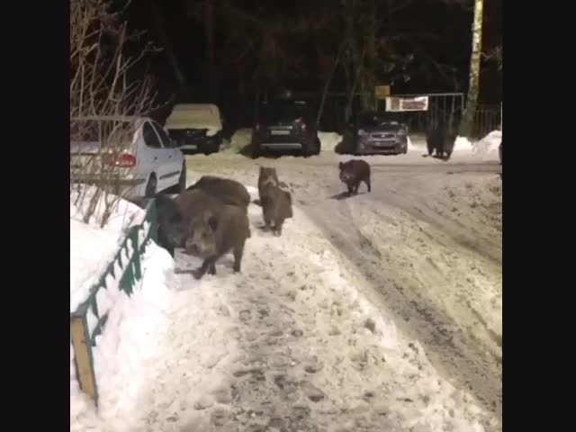 Кабанчики в Мытищах