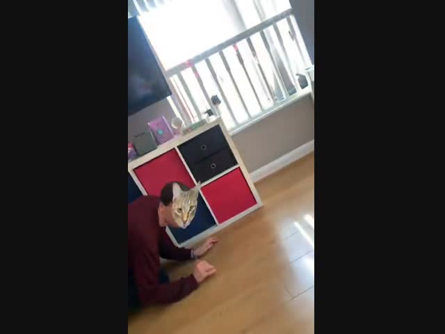 Котейка испугался