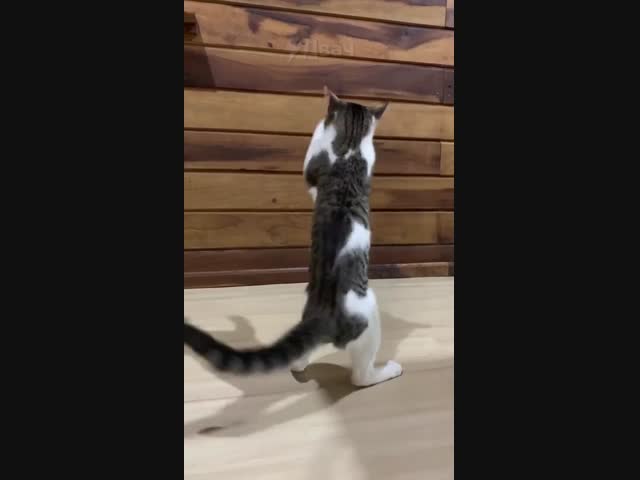 Капец он боксёр!