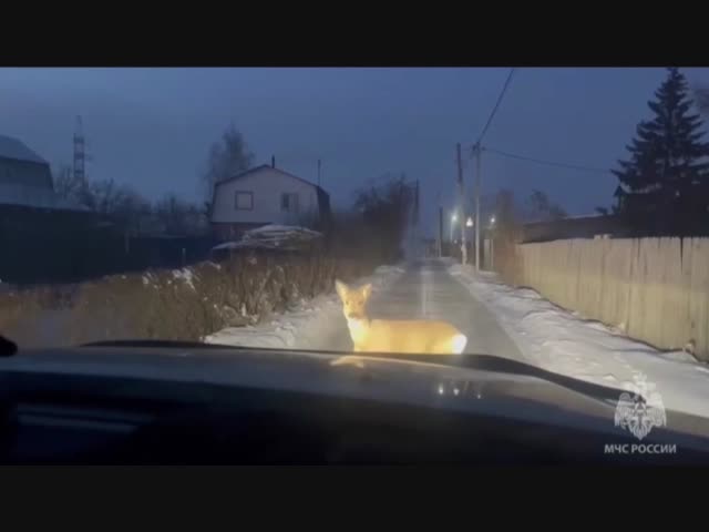 Нашествие косуль в Омской области