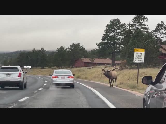 Такой большой и такой глупый