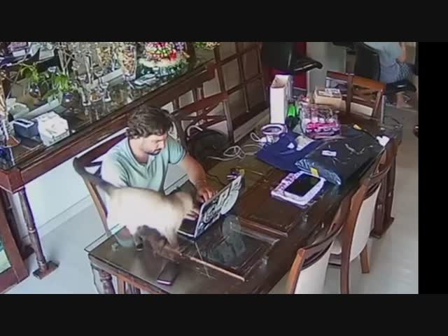 Котейка испугался и разбил стеклянный стол