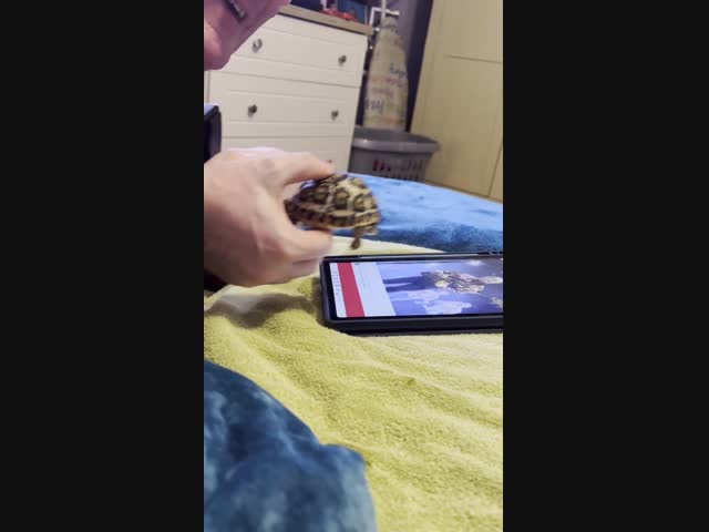 Спортивная черепашка