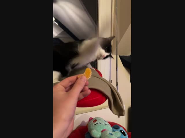 Кот со сбитым прицелом