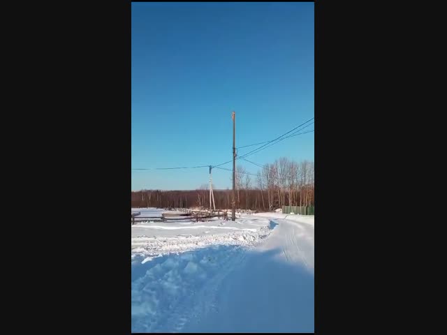 Храбрый пёс загнал рысь на столб