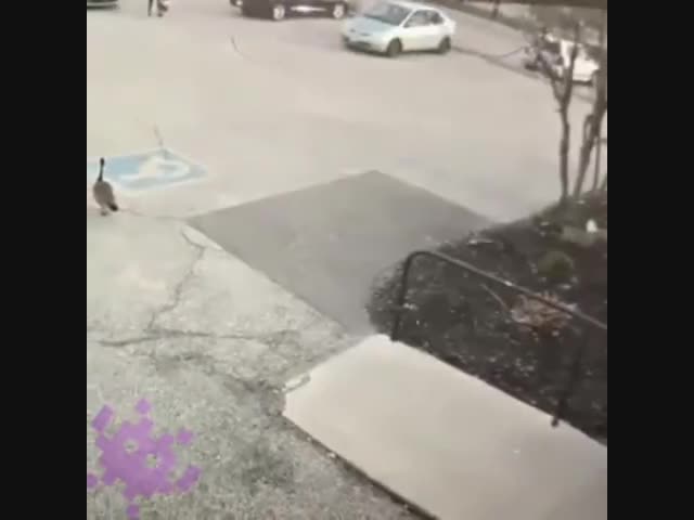 Зверюга злобная!