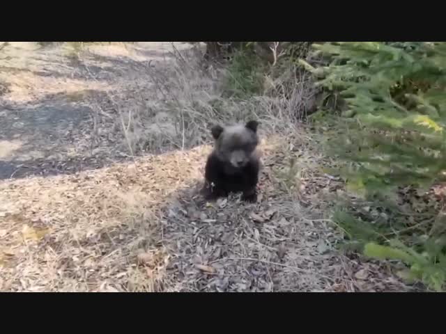 Собака спасла осиротевшего медвежонка