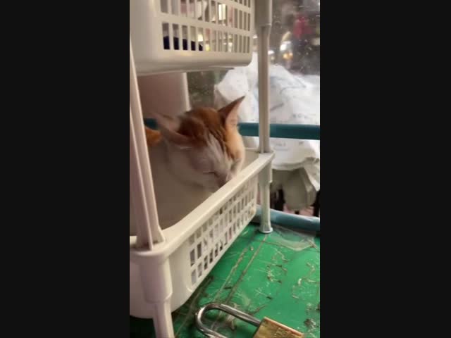 Когда чешется, но у тебя лапки