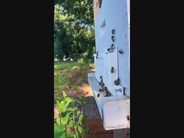 Оказывается, в воздушном пространстве возле улья не все так просто