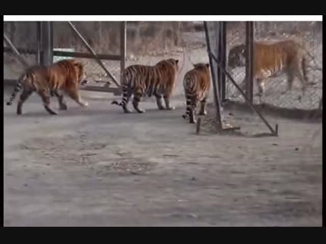 Сибирский тигр против бенгальских
