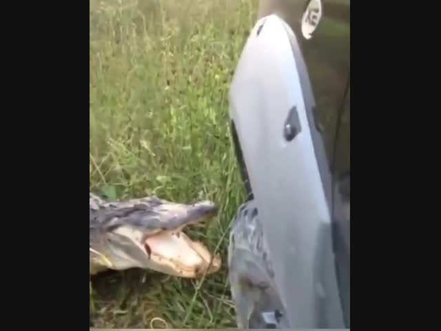 Злюка зеленоморрдая