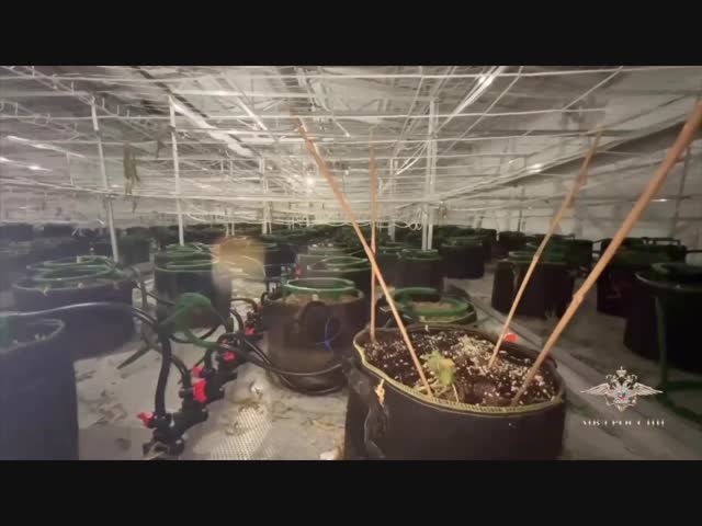 В Подмосковье накрыли плантацию с коноплёй