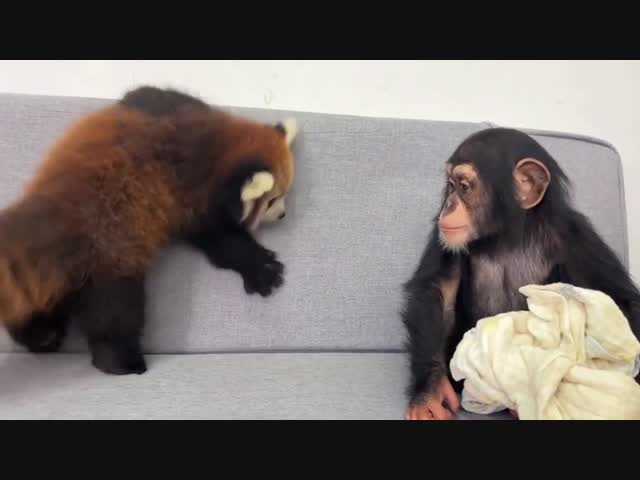 Красная панда и мартышка: друзья навек