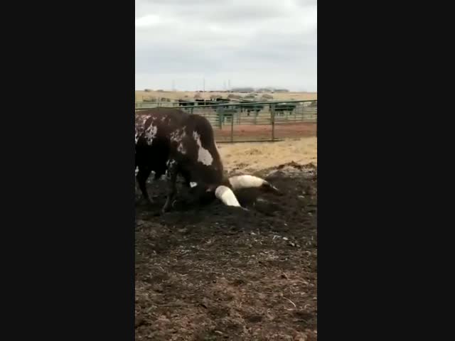 С ним шутки плохи