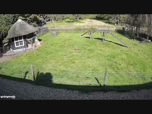 Животная солидарность