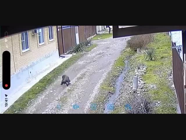 Биомусор и собака