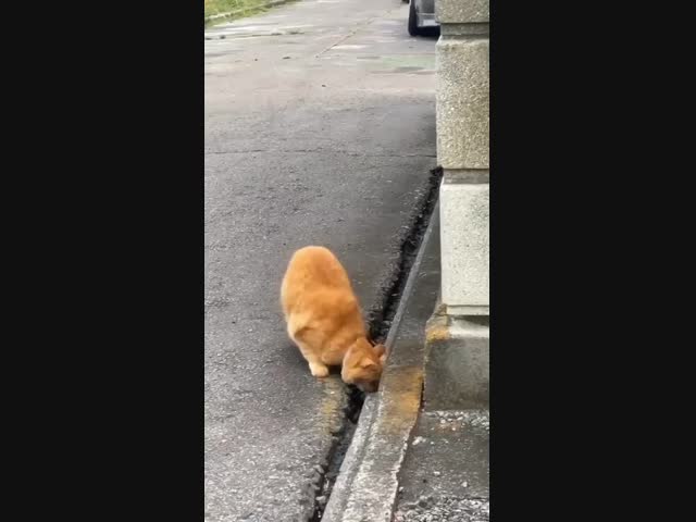 Ничего себе игрушку рыжик нашёл