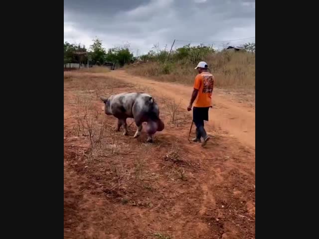 Плохой танцор