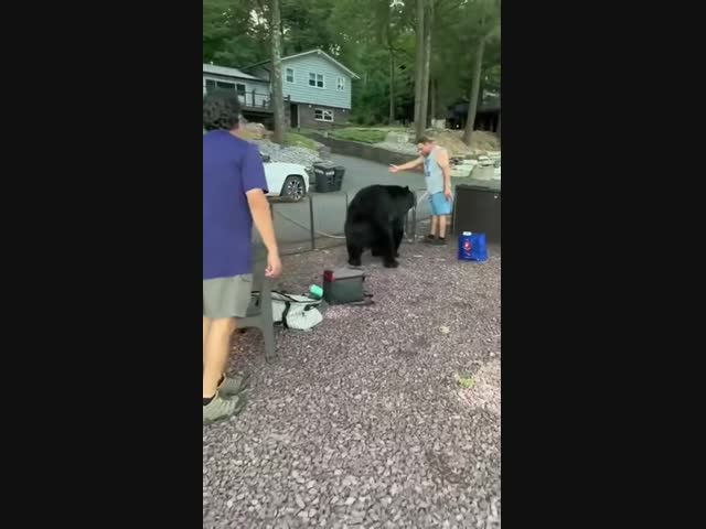 Злой мишка по имени Майк