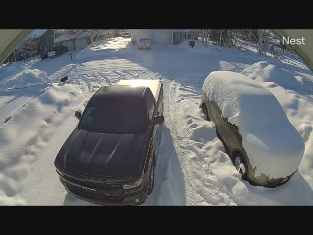 Нежданный лось