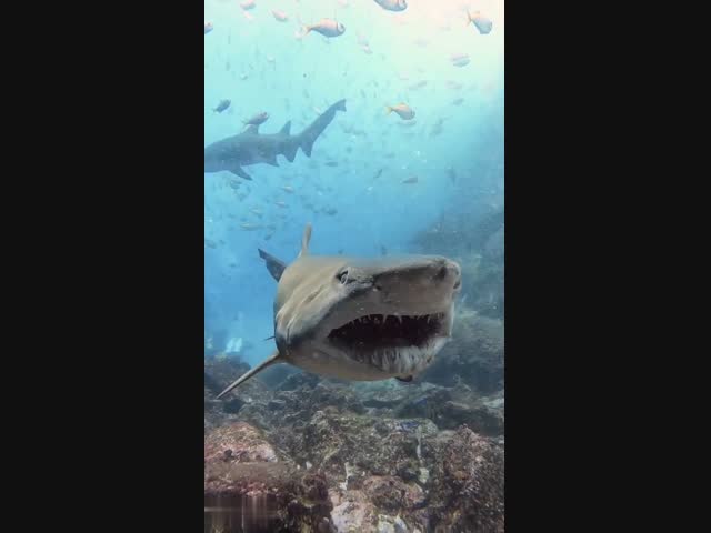 Всё-таки акулы - инопланетяне