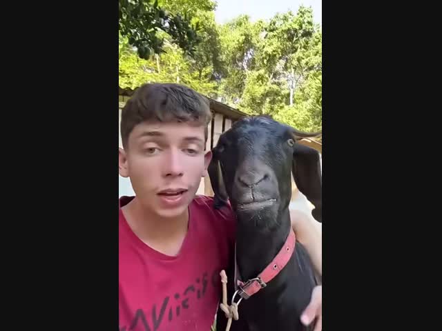 Какая романтичная коза!