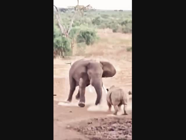 Слон против носорога