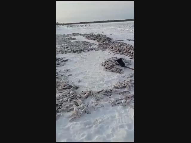 Рыбнадзор в ХМАО ищет мужчин, выловивших тонны рыбы