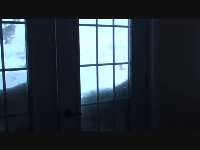 Кот вернулся домой после прогулки