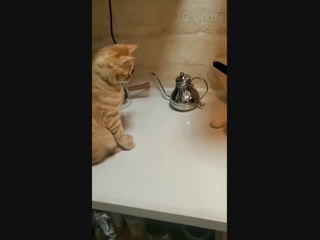 Кошки, конечно, хорошие, но вредные