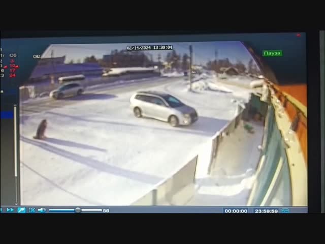 Собака почувствовала увидела будущее и избежала гибели под колесами