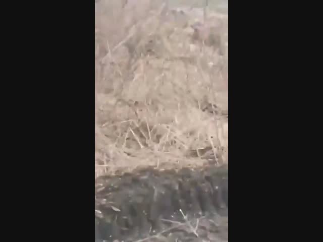 Когда начальник дурак