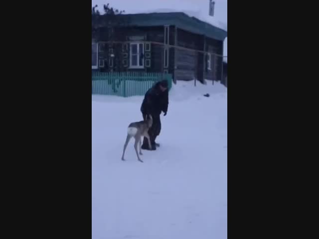 Косуля с душой барана