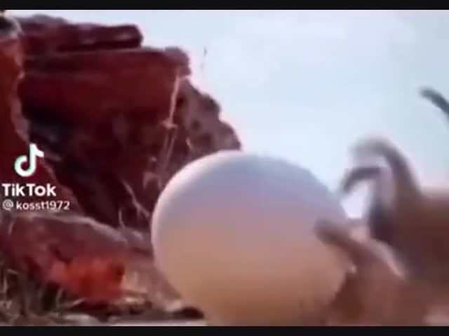 Никогда не сдаваться!