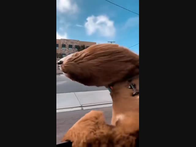 Чубакка в машине