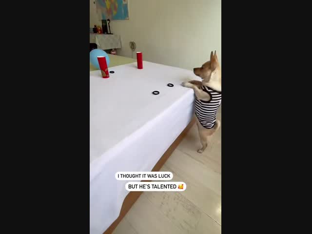 Гениальный пёс