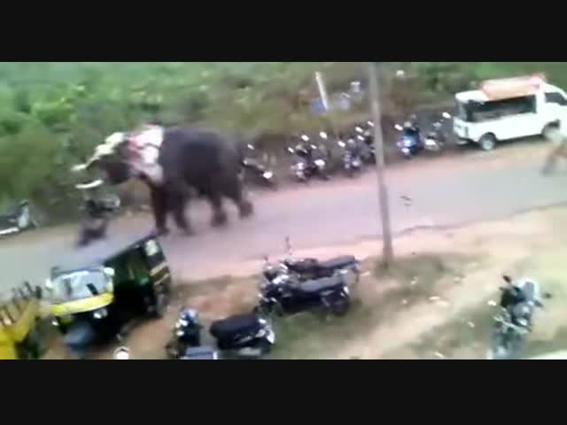 Слон разбушевался