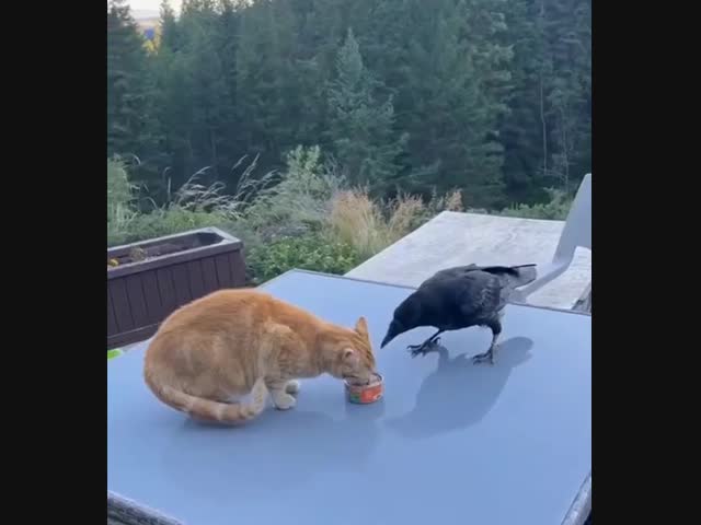 Ворона, пёс и кот делят паштет