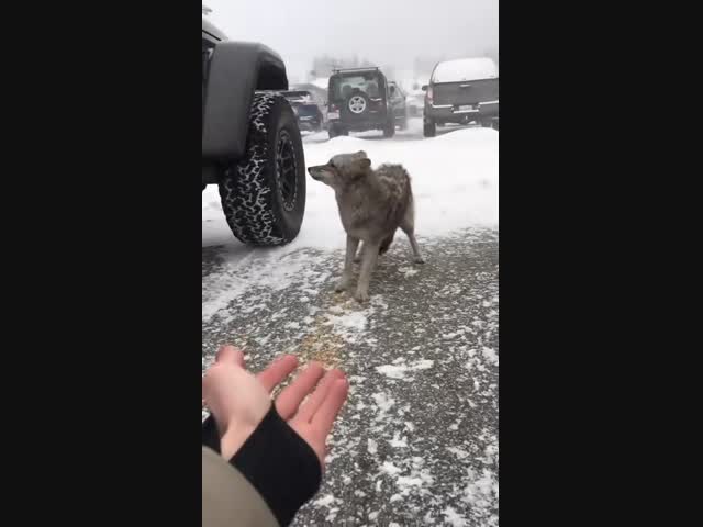 Злобный койот